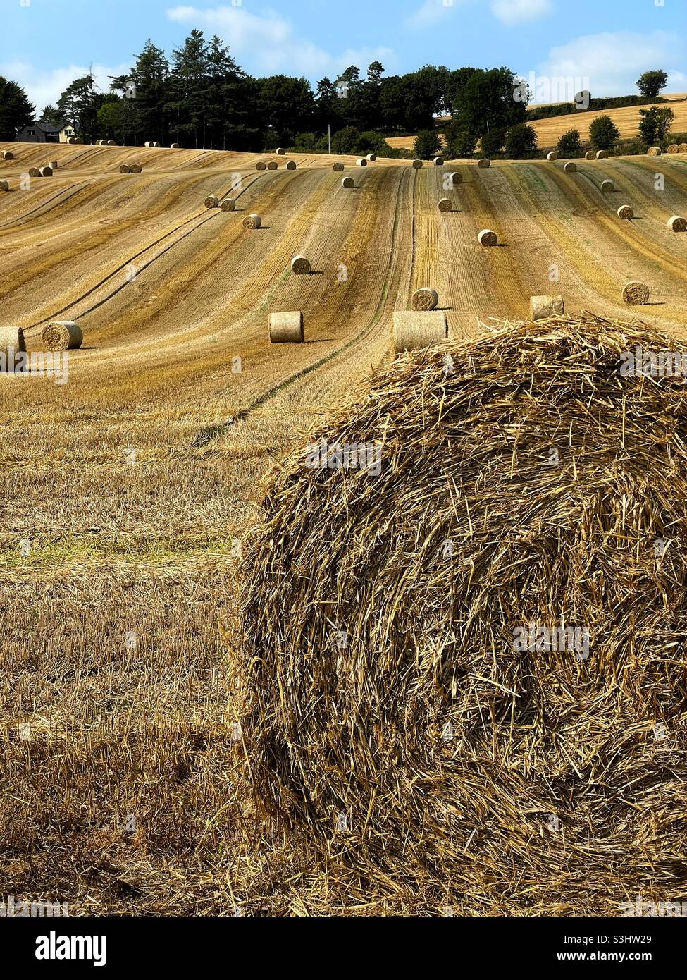 Hay bales in a field, August. - Smartphone Captured Stock Image
