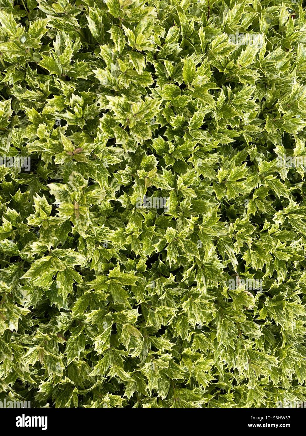 Dense hedge of variegated ivy Stock Photo