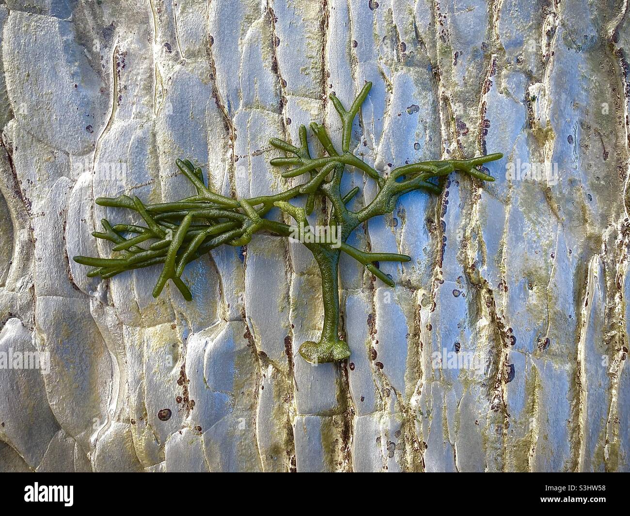 Tree shape seaweed Stock Photo