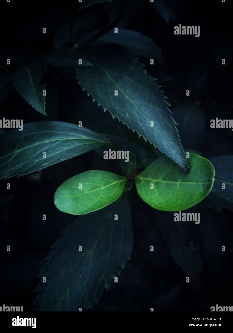 Lush green leaves of a tropical rainforest plant at night Stock Photo