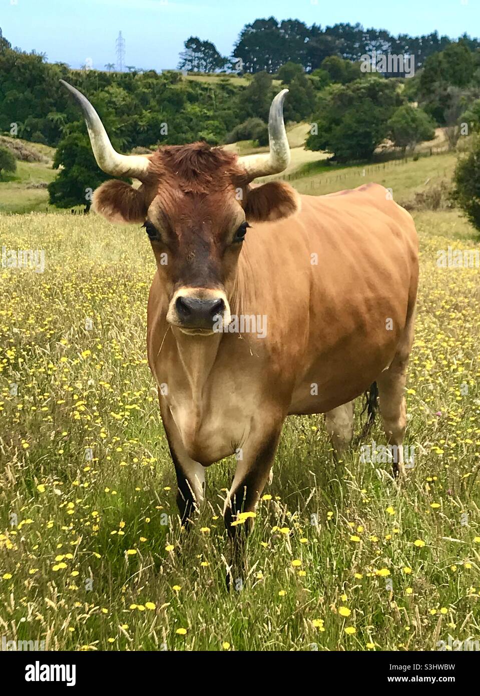 Matt jersey best sale bull