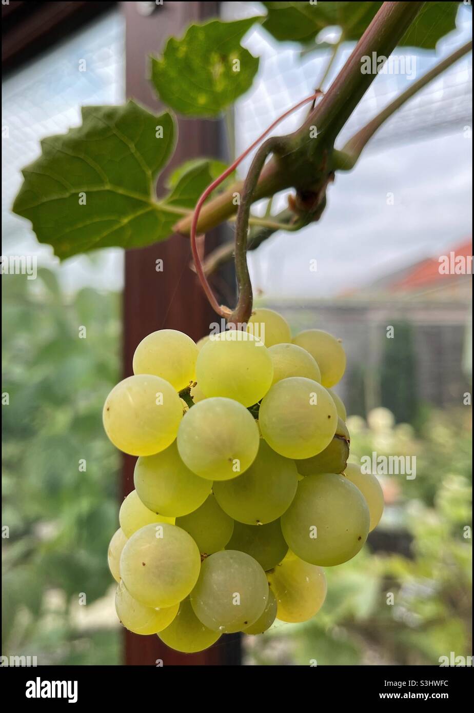 Grape vine uk hires stock photography and images Alamy