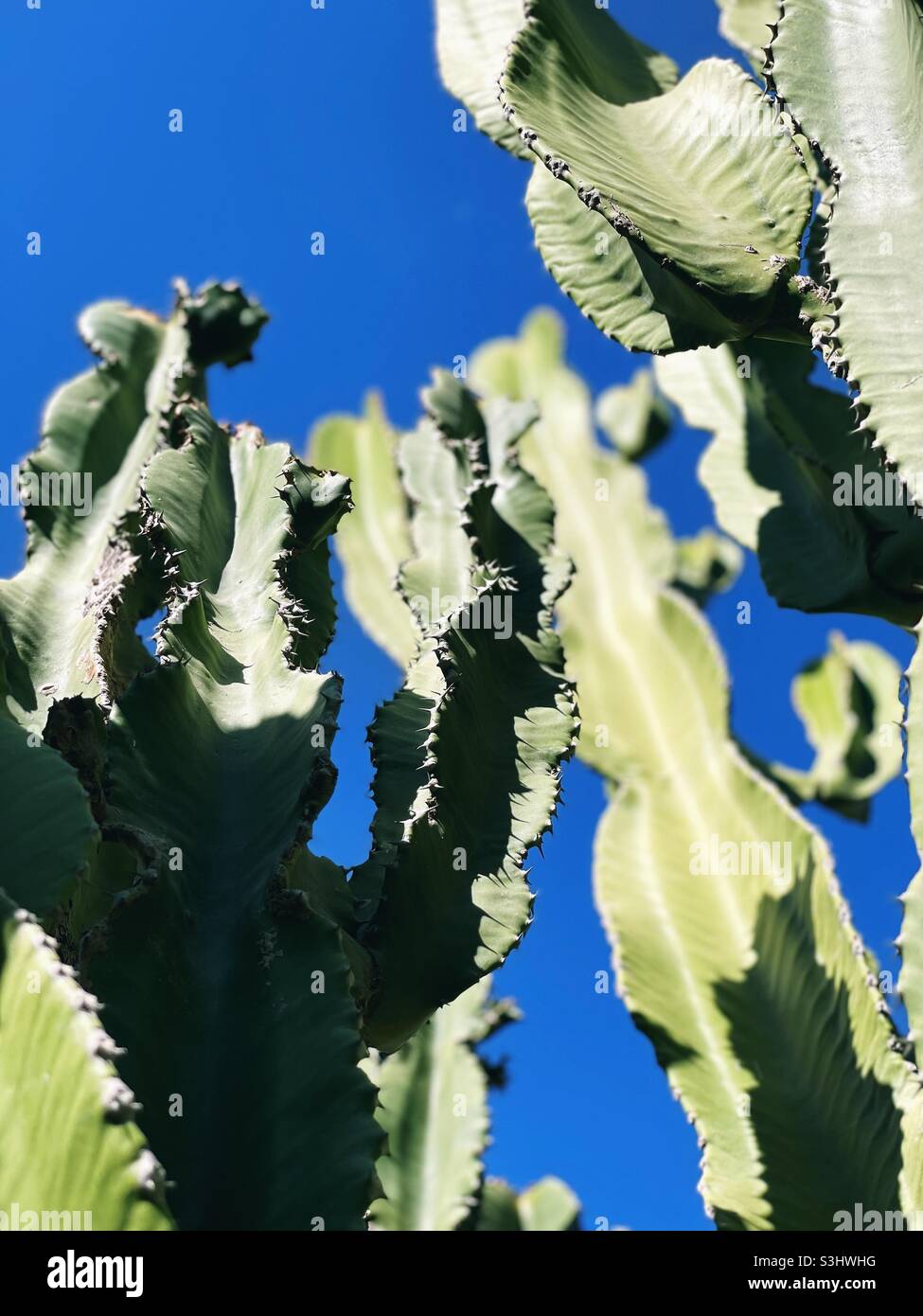 Cactus plant in a clear blue sky Stock Photo