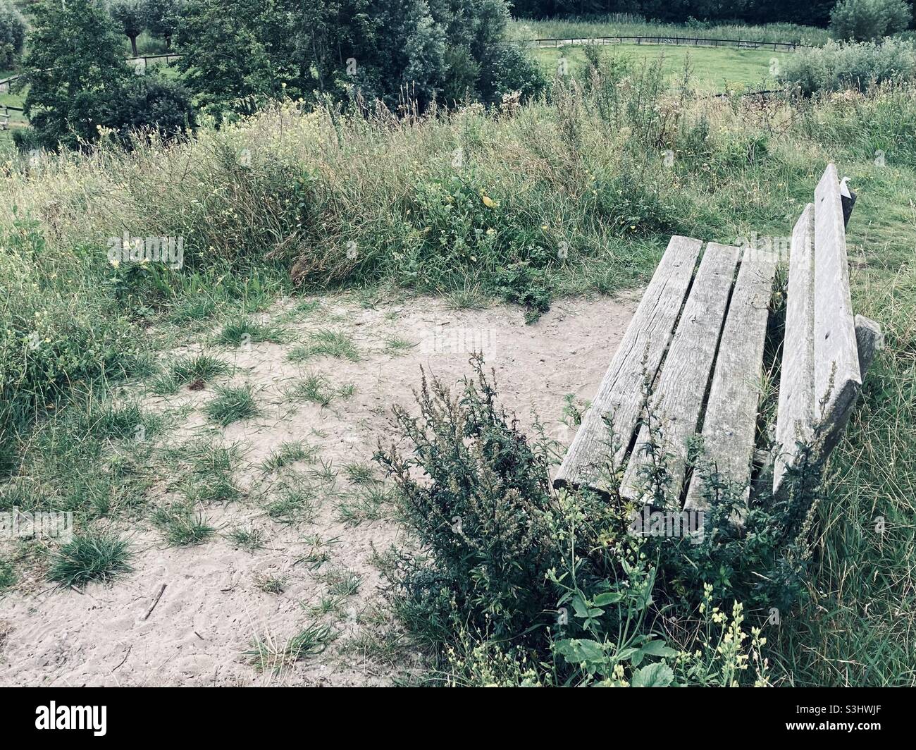 gray weathered wooden bench stands on a hill in the green nature - Smartphone Captured Stock Image