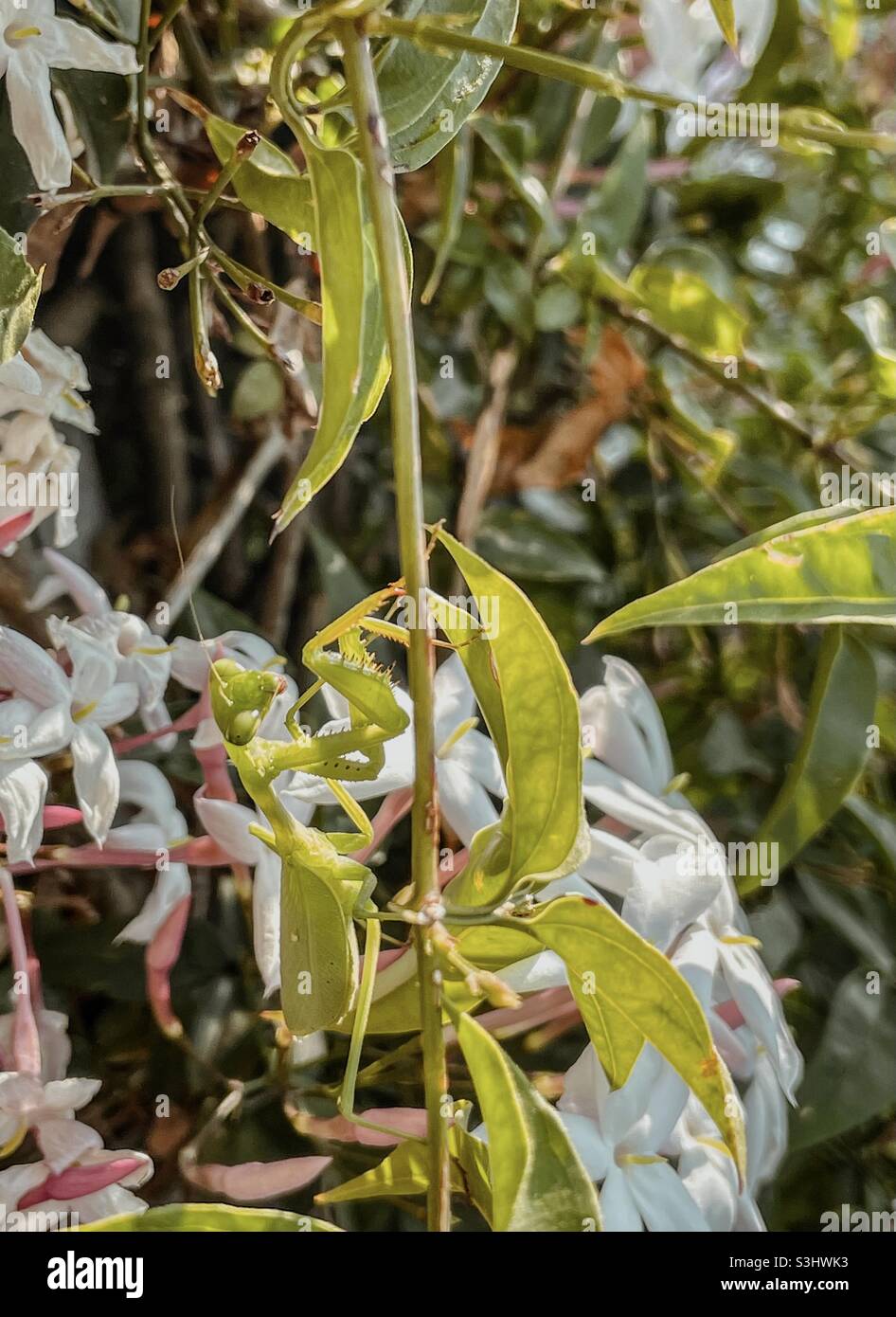 Camouflaged mantis on a jasmine plant Stock Photo
