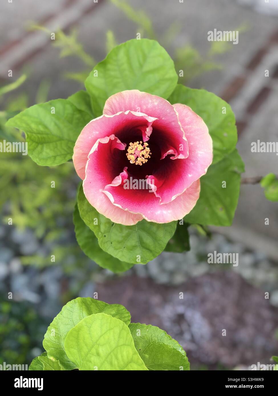Gumamela flower plant Stock Photo Alamy