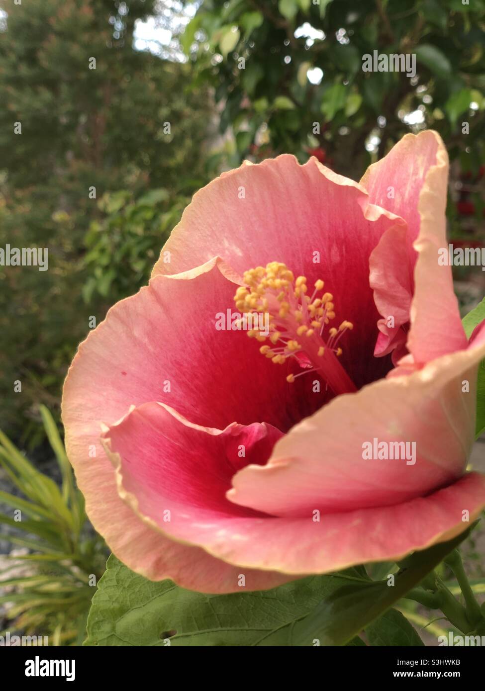 Gumamela flower plant Stock Photo Alamy