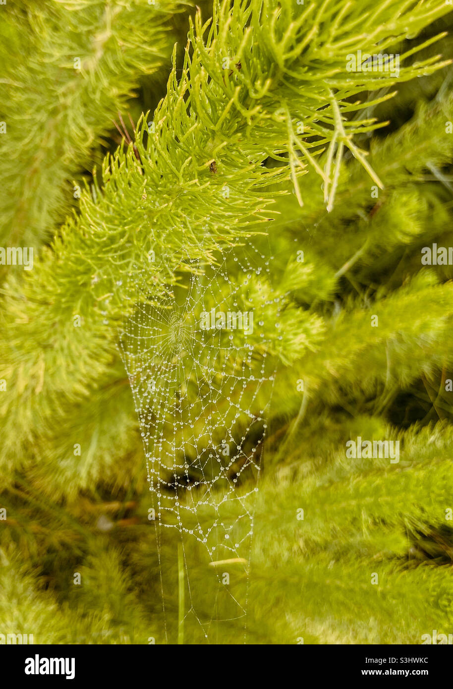 Spider web amongst plants with raindrops caught on the web Stock Photo