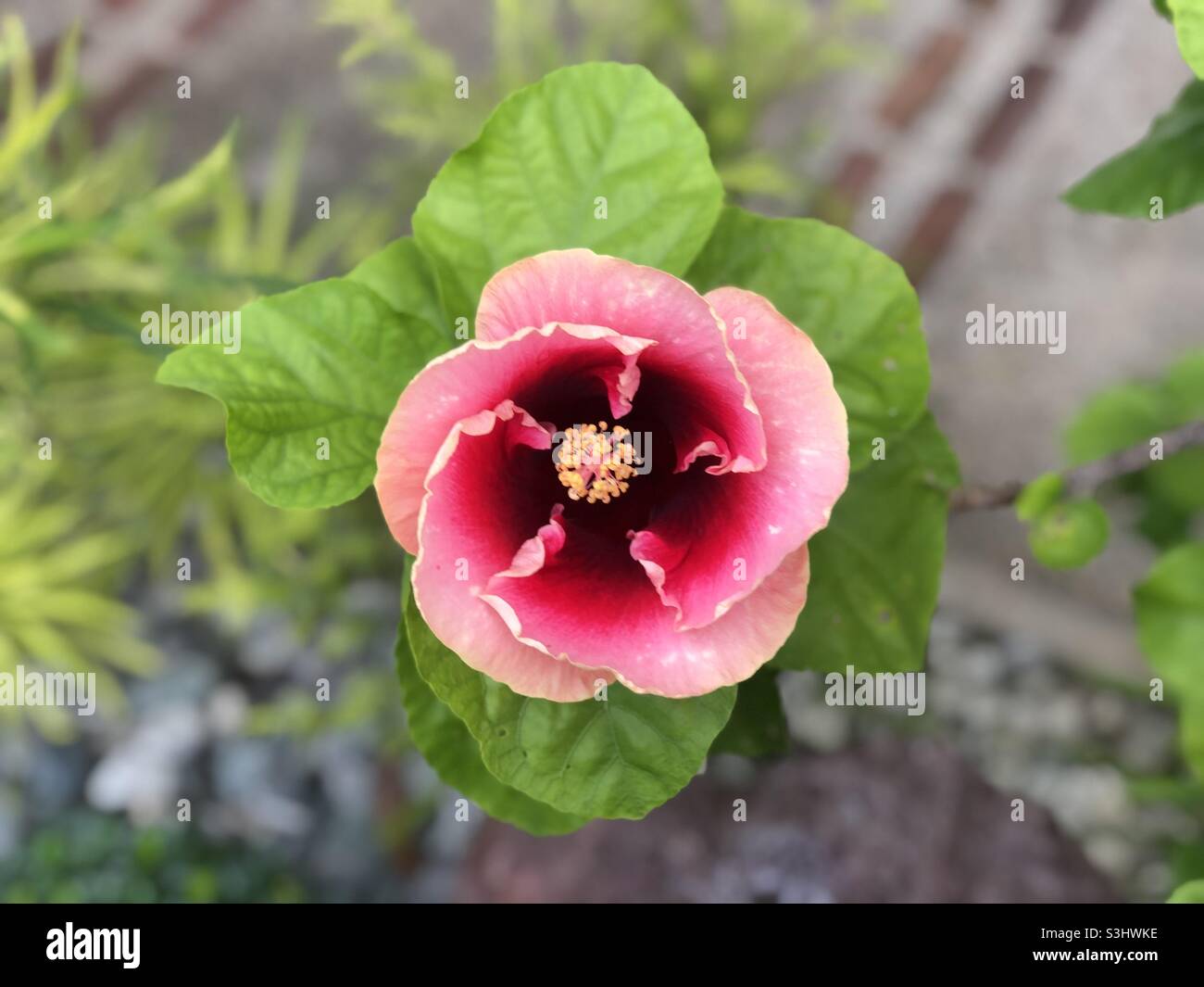 Gumamela flower plant Stock Photo Alamy