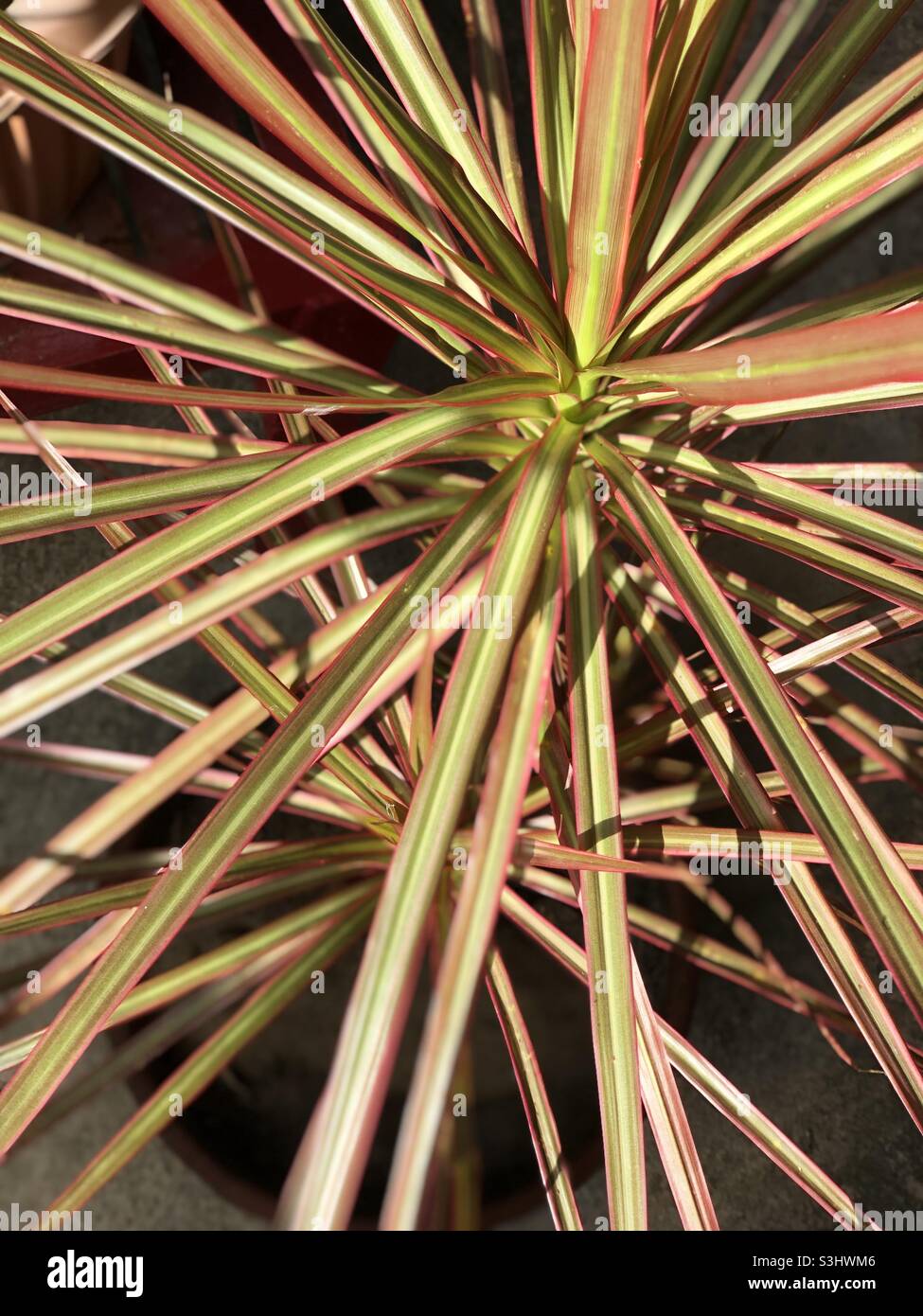 Yucca plant, sharp red leaf plant, rainbow tree Stock Photo