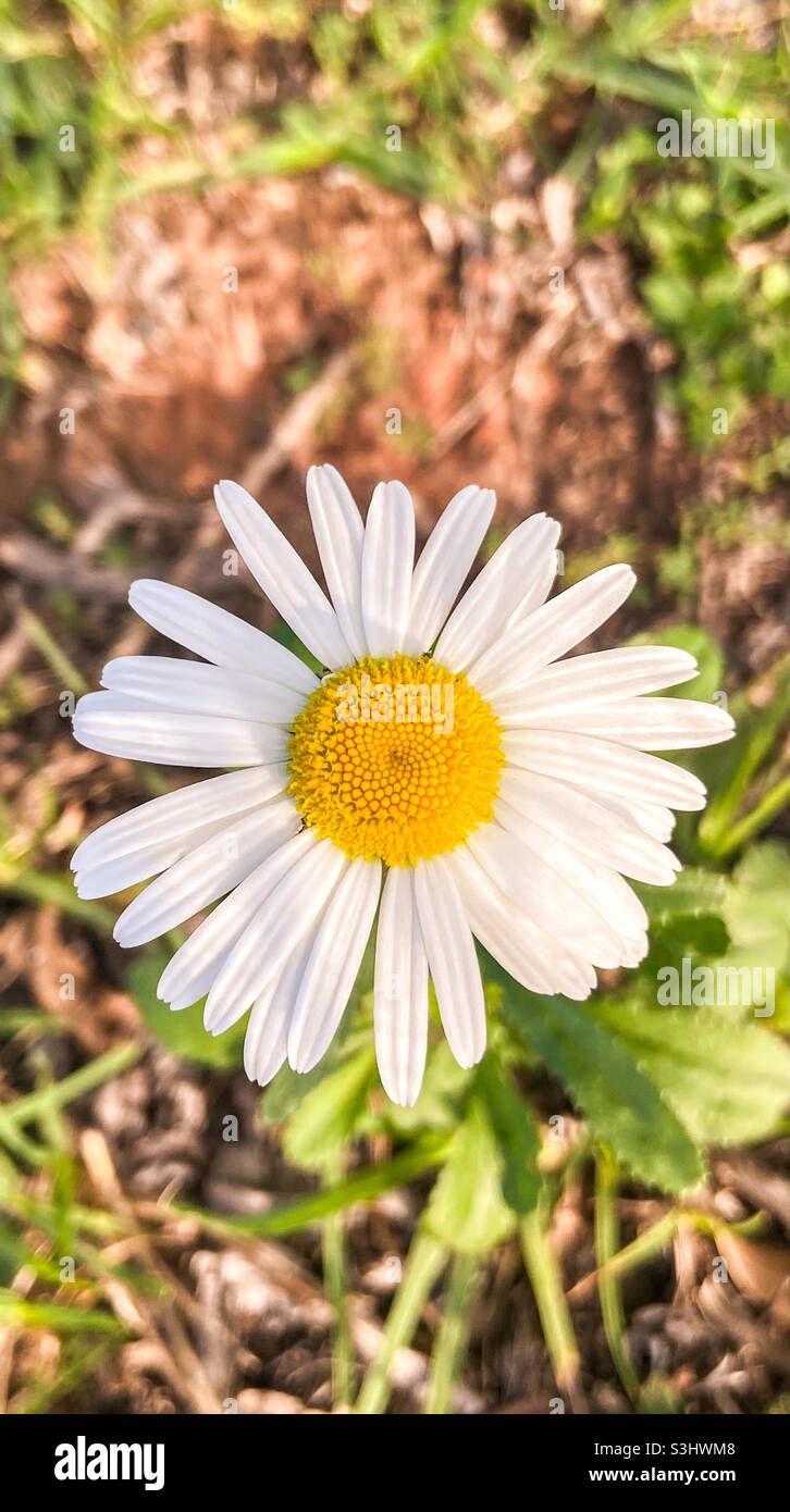 Daisy flower Stock Photo