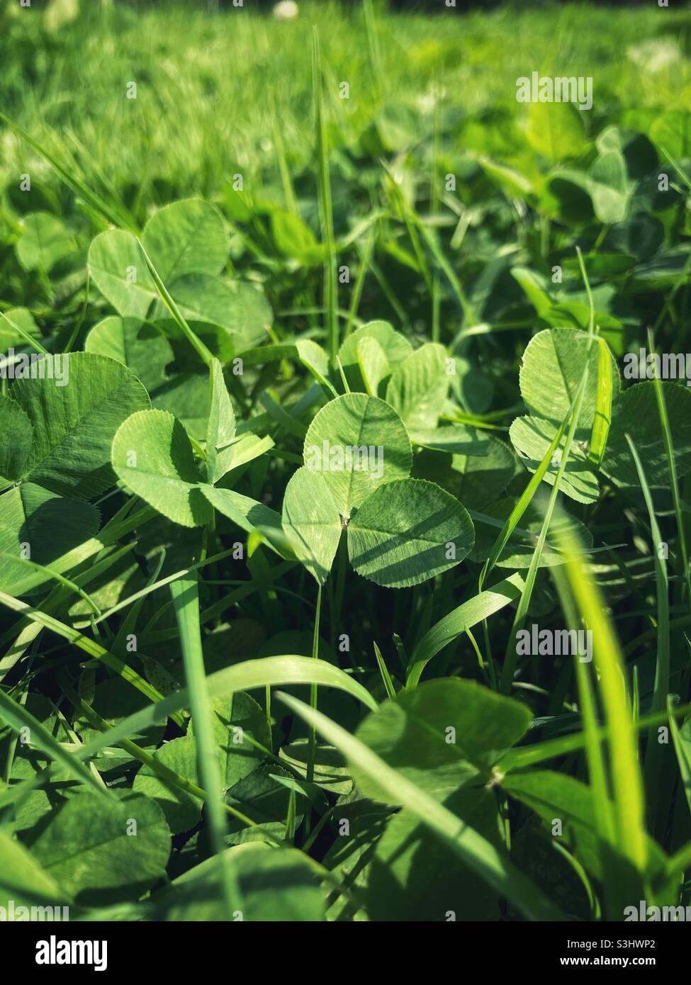 Clover grass - three leaf clover - shamrock - symbol of luck Stock Photo