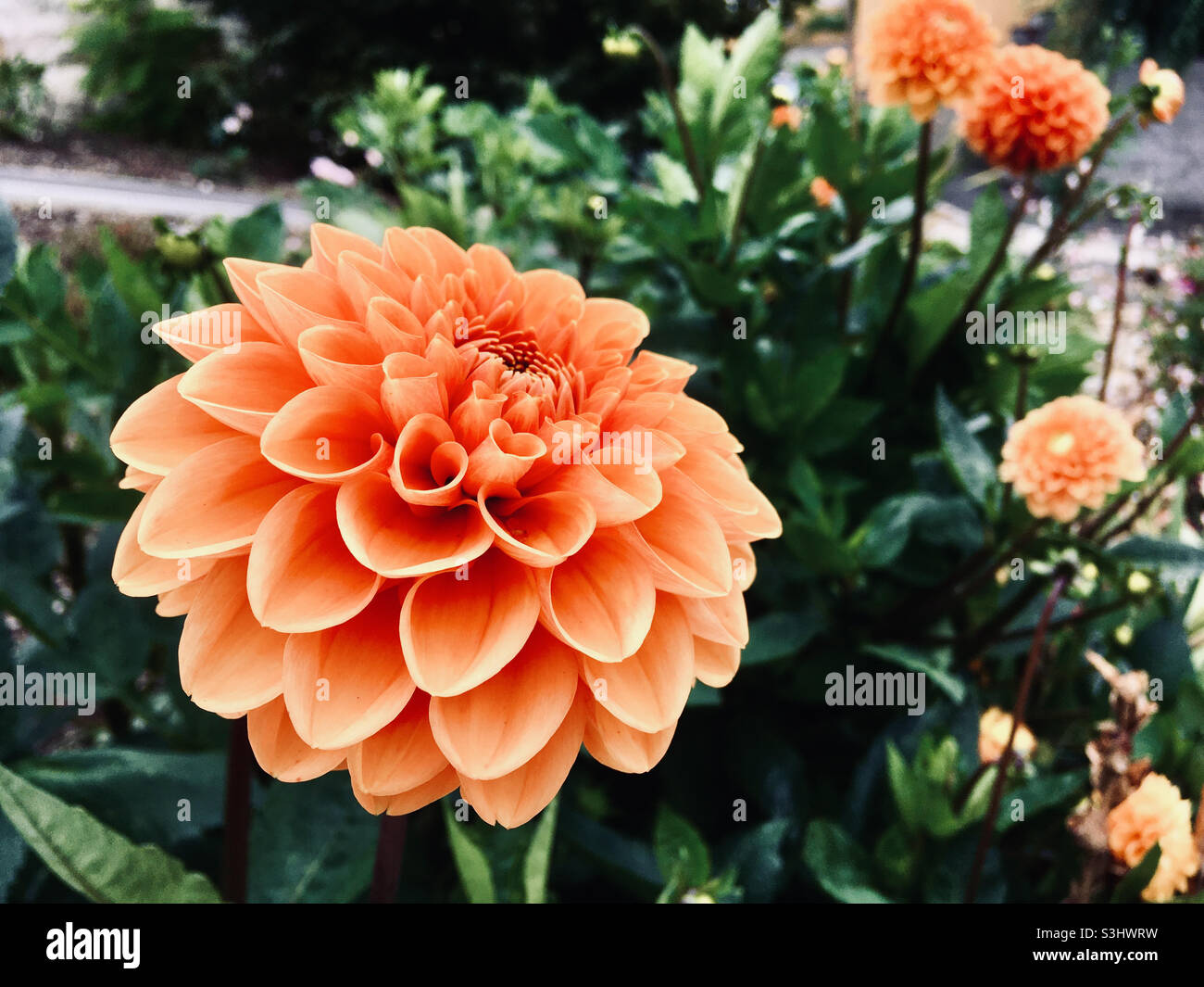 Orange colour Garden dahlia Dahlia pinnata flower head in summer - Smartphone Captured Stock Image