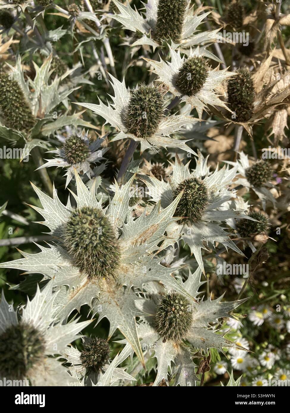 Ornamental thistles - Smartphone Captured Stock Image