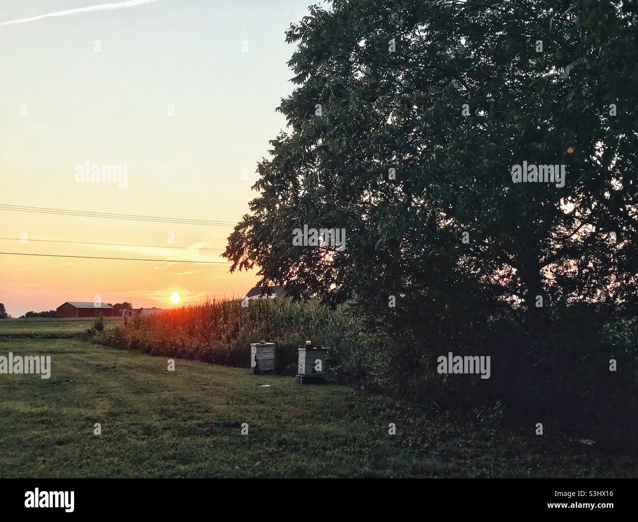 Bee supers in North Carolina sunset - Smartphone Captured Stock Image