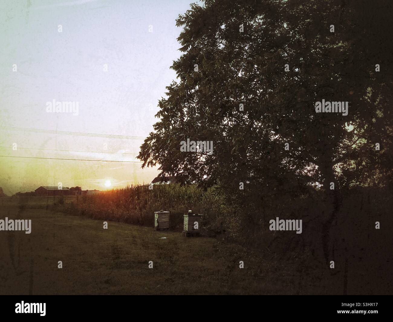Bee boxes in North Carolina sunset - Smartphone Captured Stock Image
