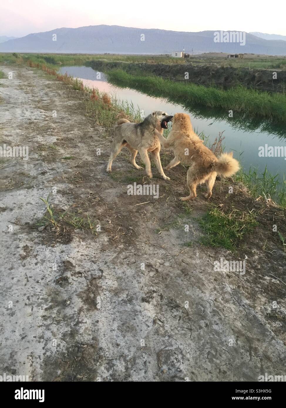 My wild angry dogs Stock Photo