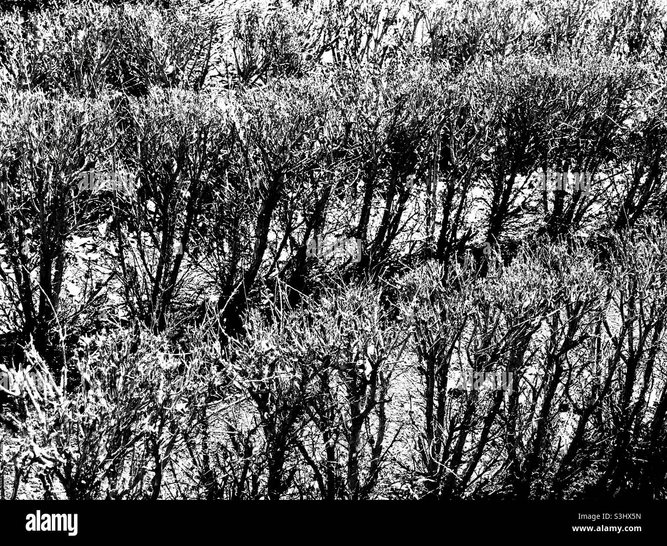 Lines of shrubbery Stock Photo Alamy