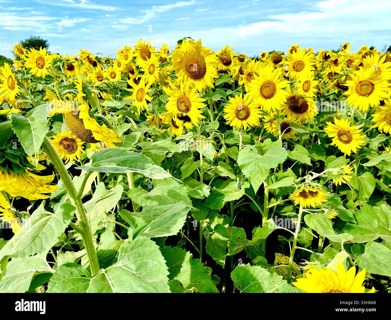 Field of sunflowers Stock Photo Alamy