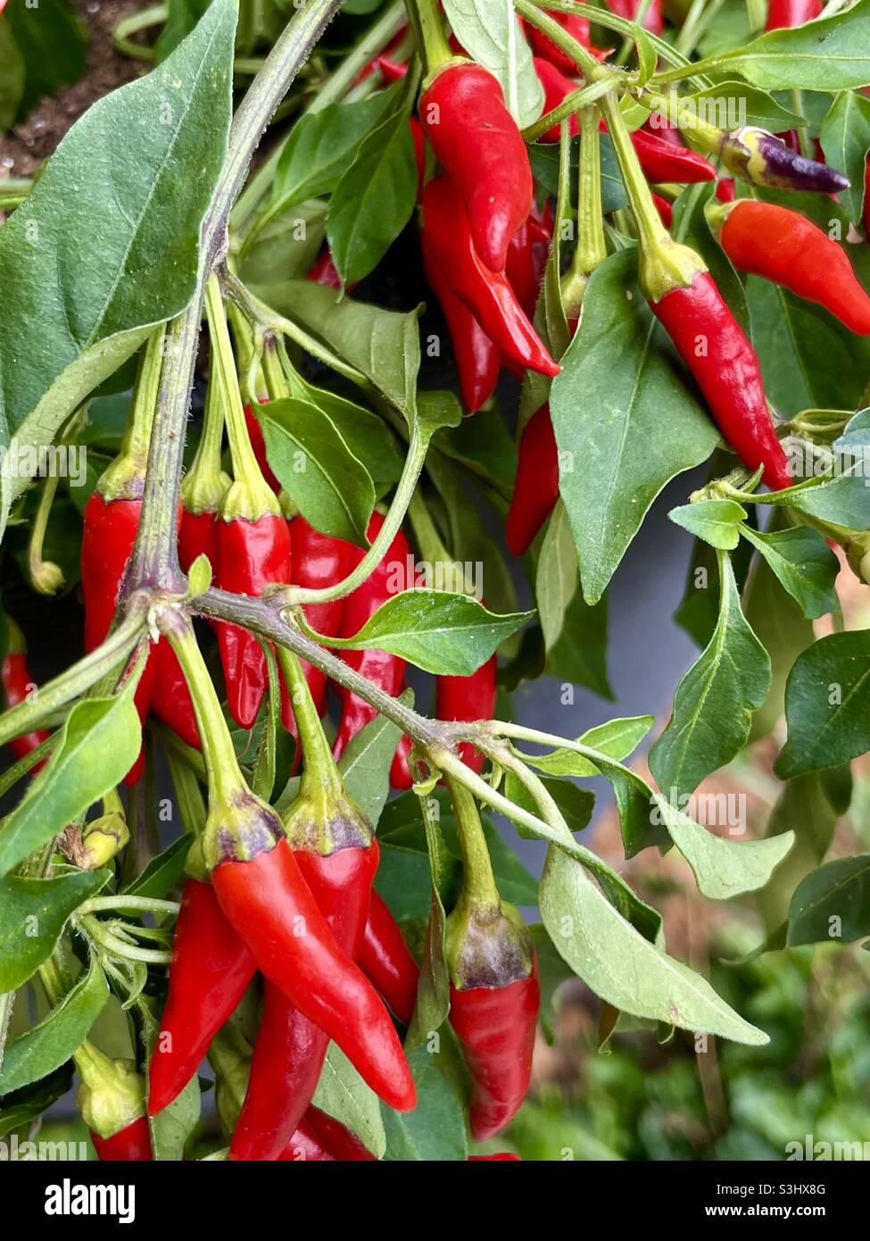 How to grow Ornamental Peppers Stock Photo Alamy