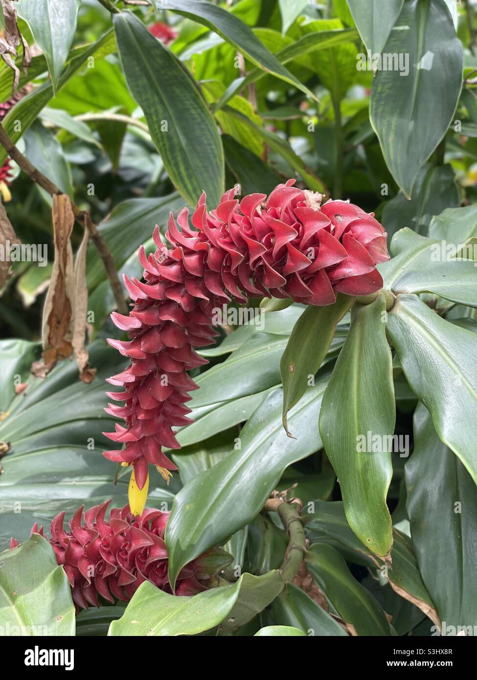 Red tropical tower ginger plant - Smartphone Captured Stock Image