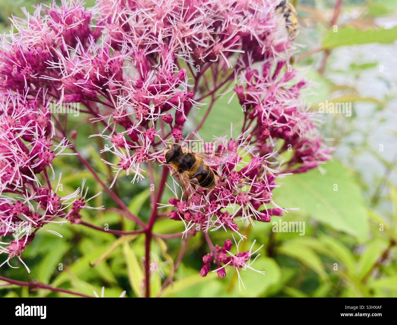 Bee on Flower - Smartphone Captured Stock Image