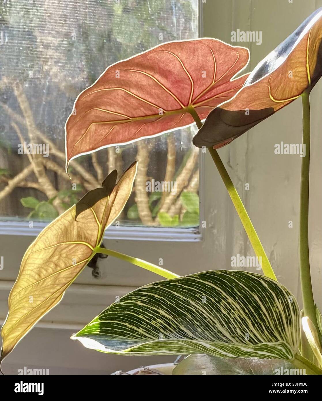 The leaves of an Alocasia indoor plant change from green to orange and