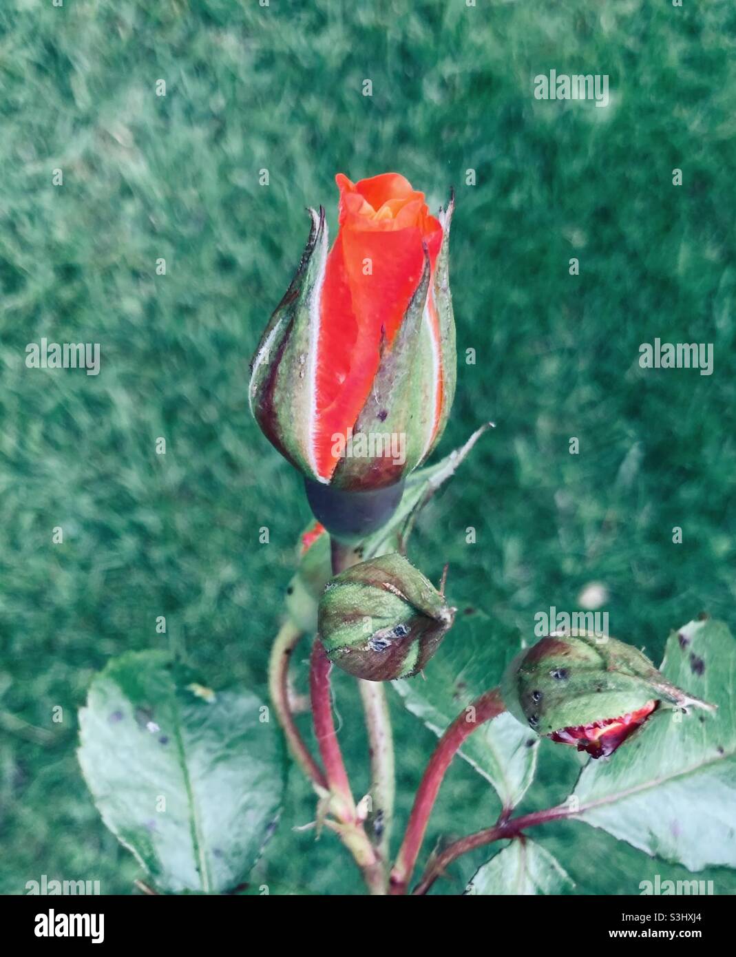 Opening red rose bud Stock Photo