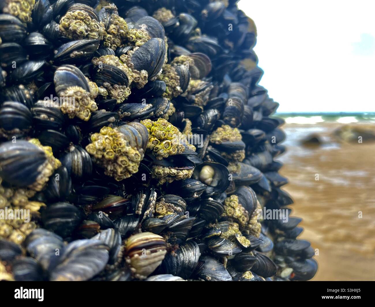 Bay mussels hires stock photography and images Alamy