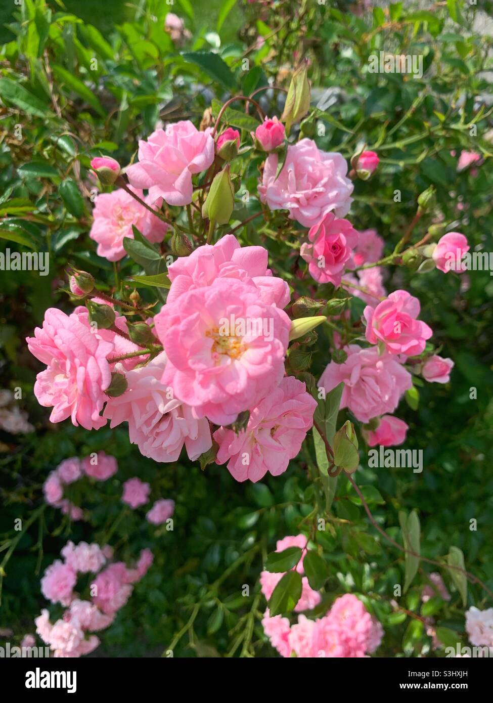 Beautiful pink flowers growing in the backyard flower garden. Stock Photo