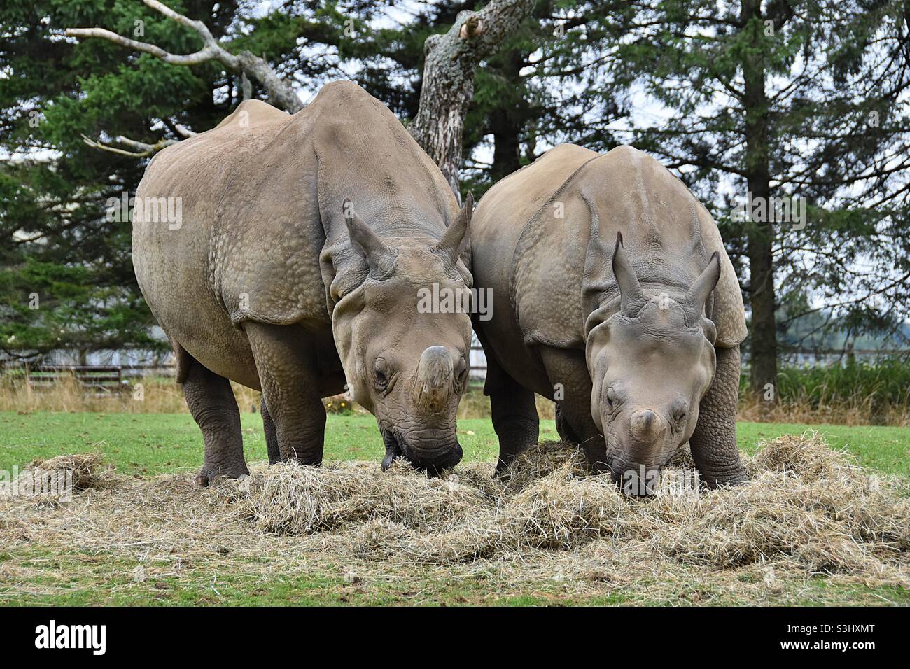 Single horn rhinos at ZSL Whipsnade, August 2021 Stock Photo