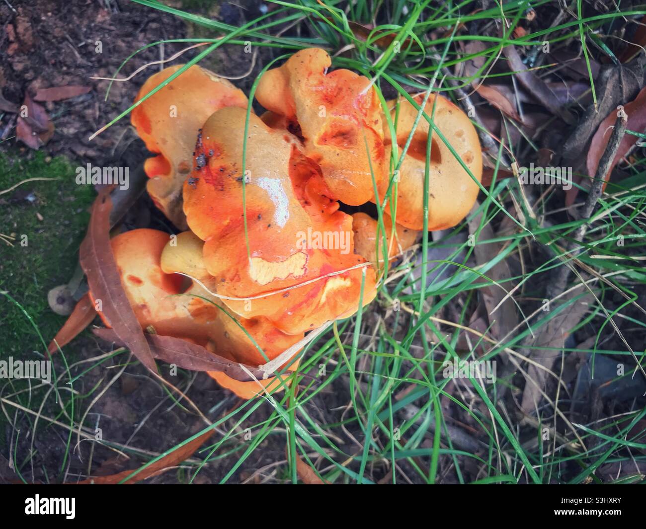 Orange colored Hypocreaceae type mushroom seen in North Carolina Stock Photo