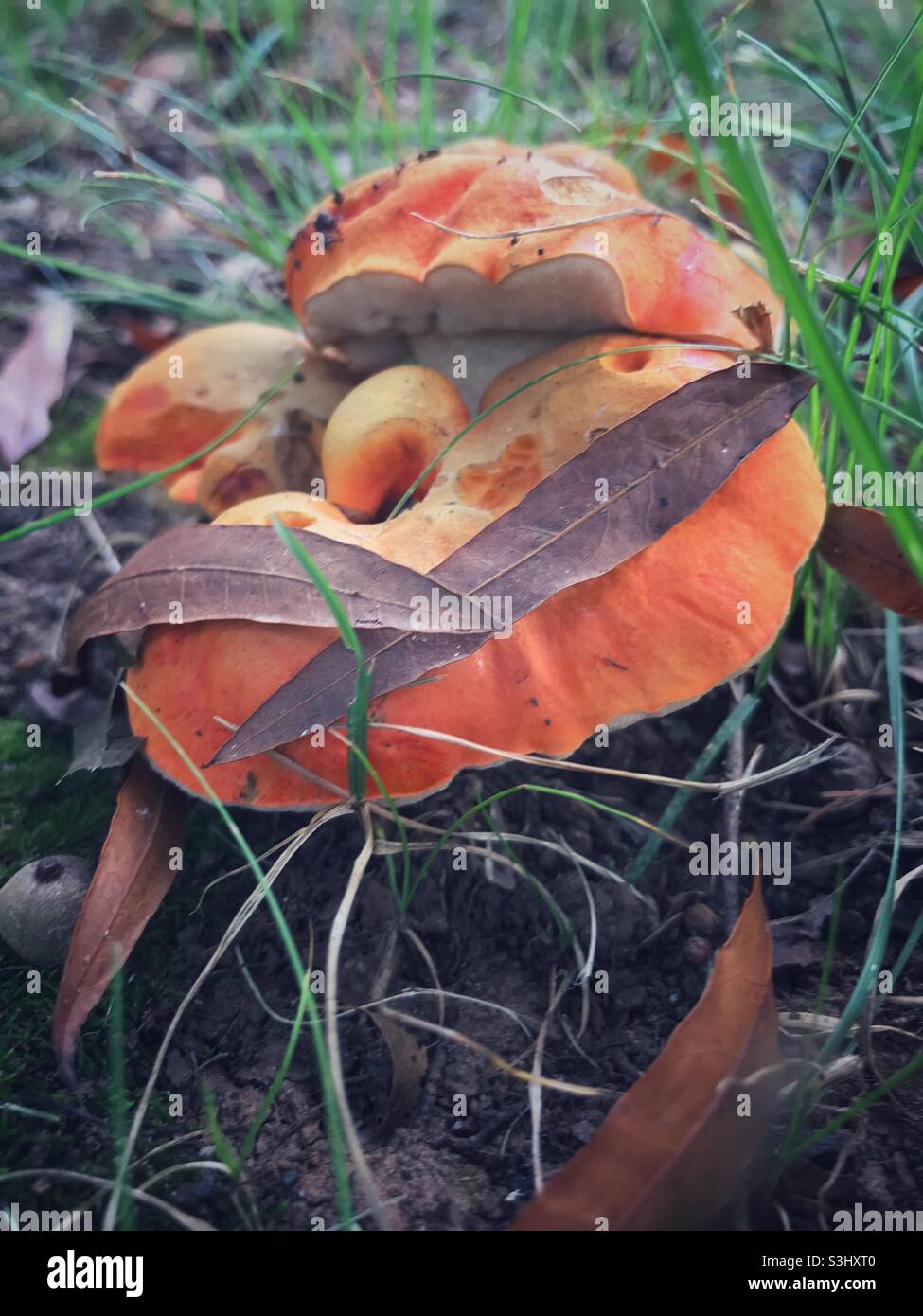 Orange colored mushroom seen in North Carolina Stock Photo