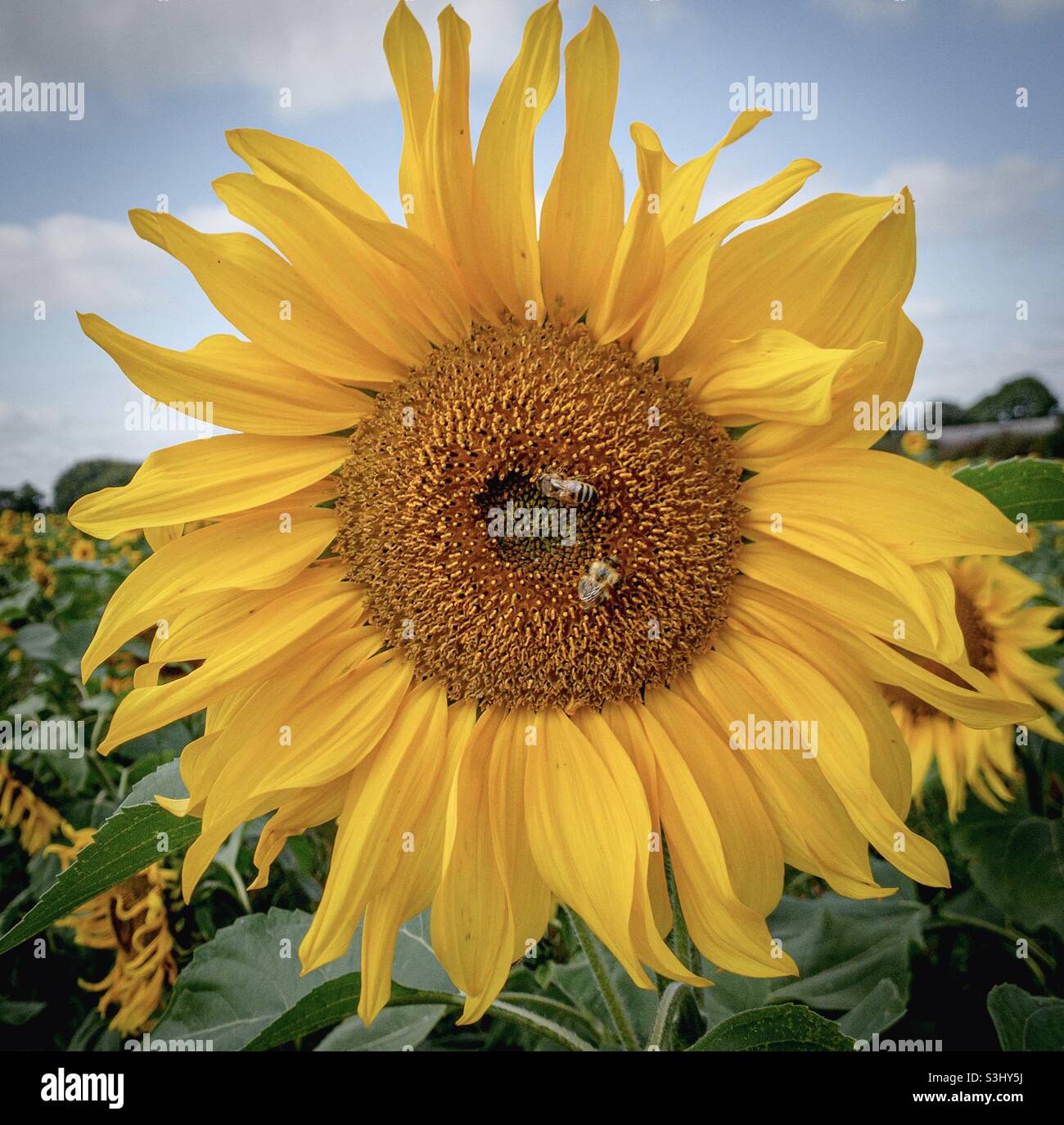Bee in a sunflower. Pollination Stock Photo Alamy
