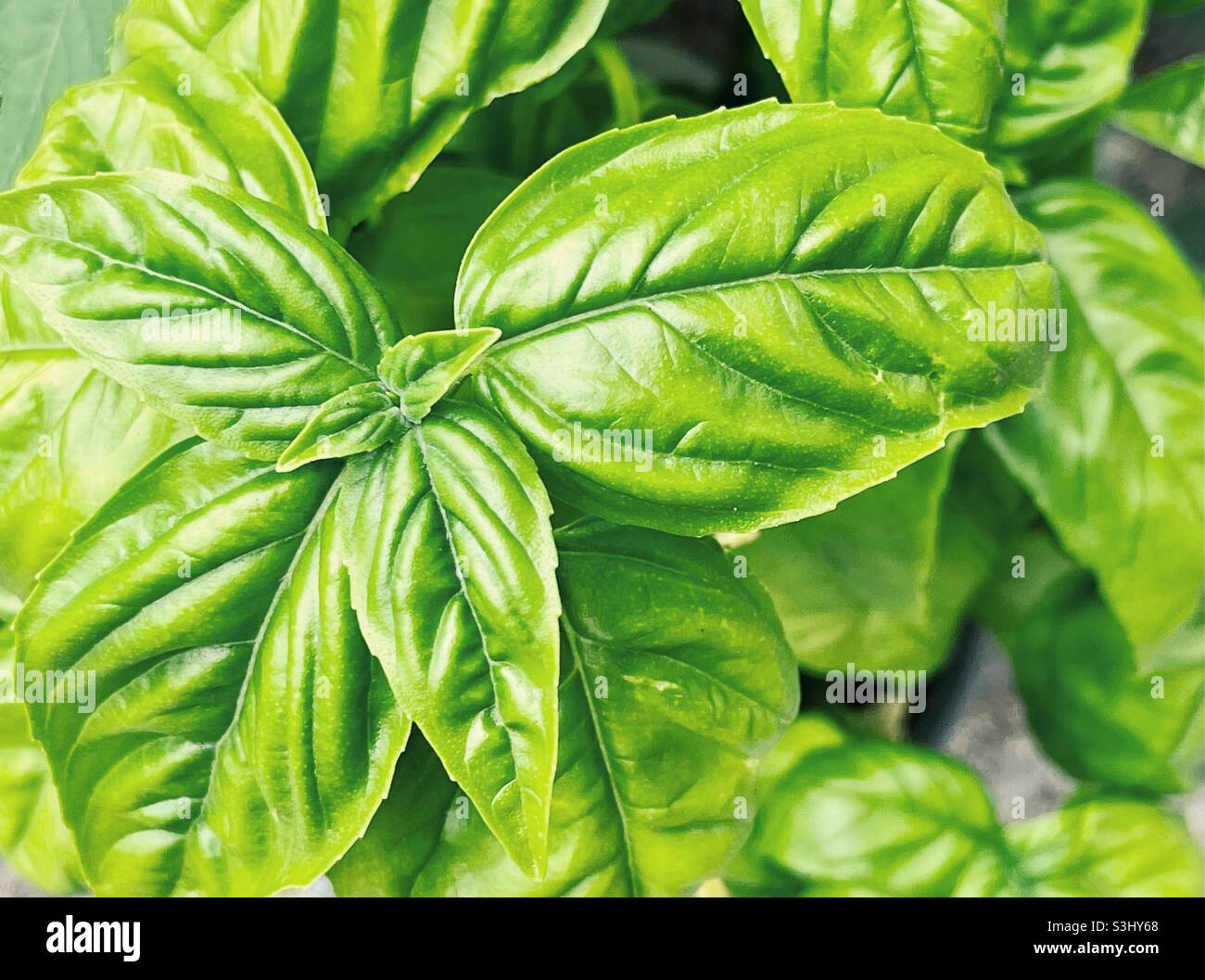 Basil herb plant closeup Stock Photo