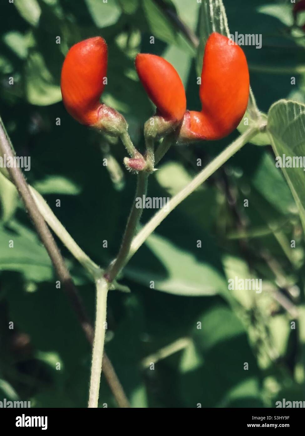 Red flower buds of bean plant in vegetable garden Stock Photo