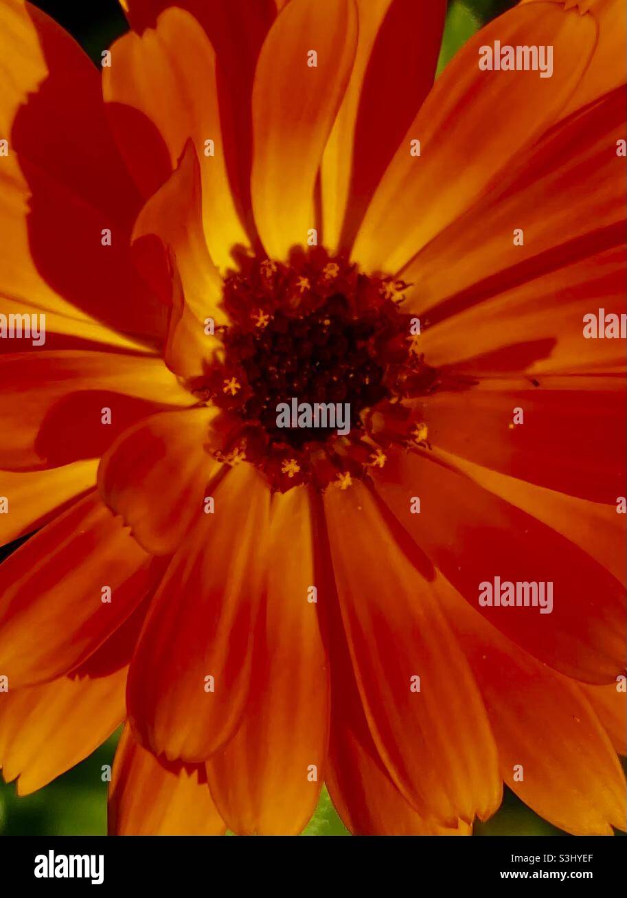 A beautiful orange flower of a summer flower Stock Photo