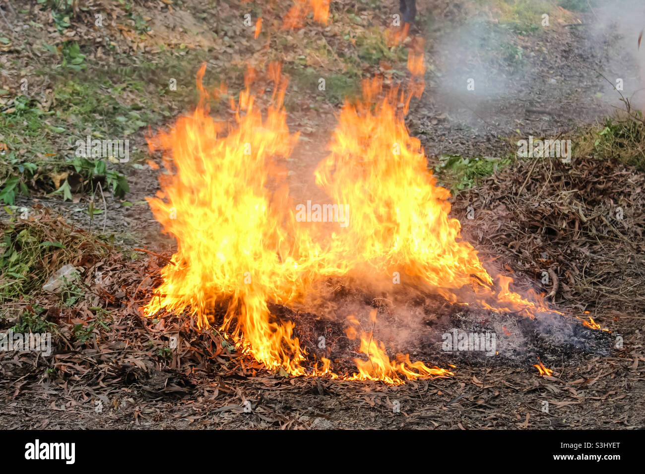 Leaves in the forest are on fire Stock Photo
