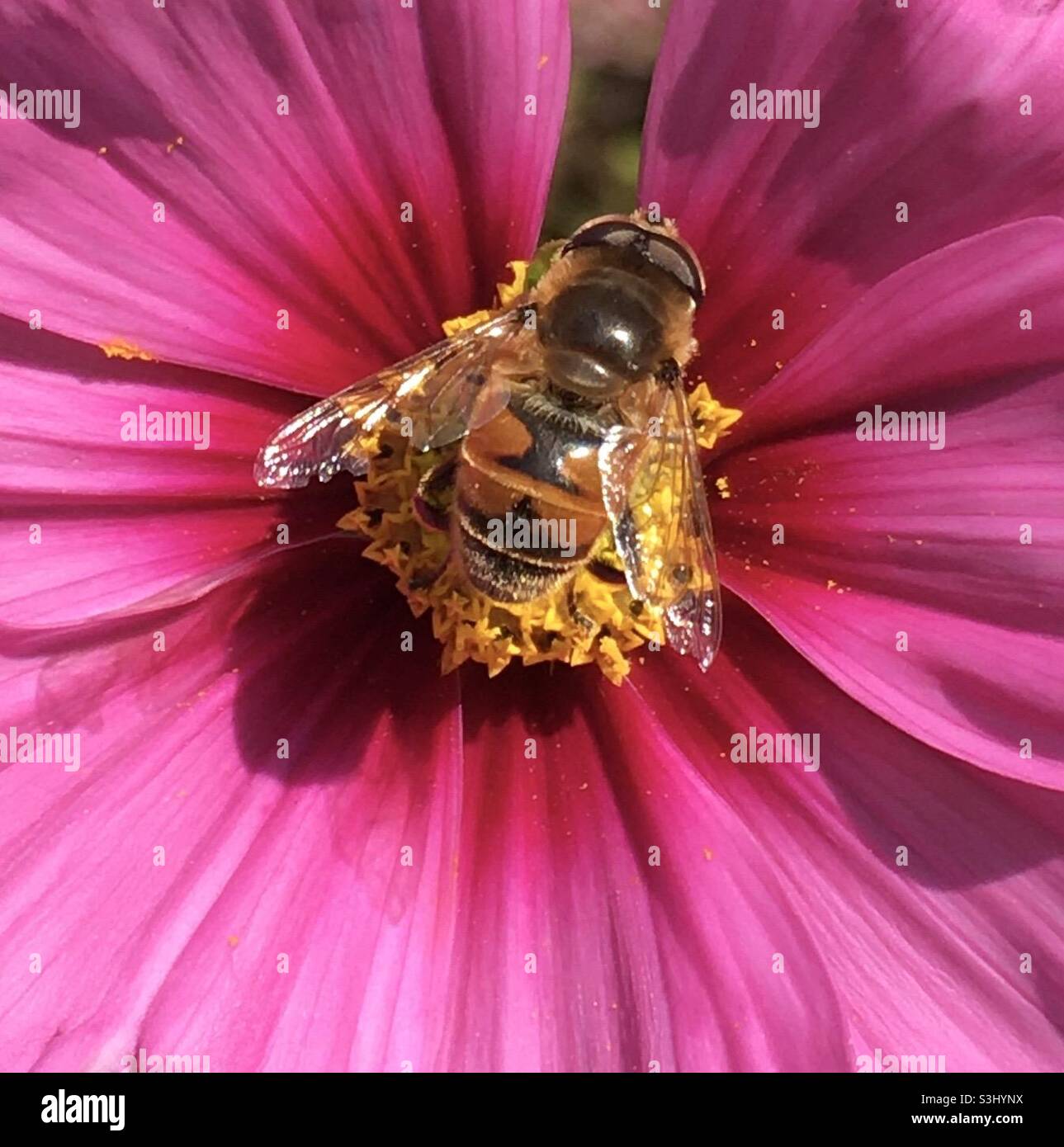 Bee, flower, pink, energy, fun, wings, sparkle - Smartphone Captured Stock Image