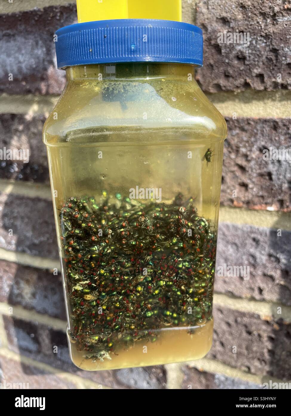 A full fly trap - Smartphone Captured Stock Image