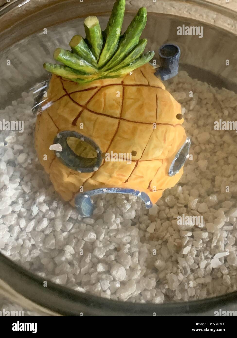fish tank pineapple