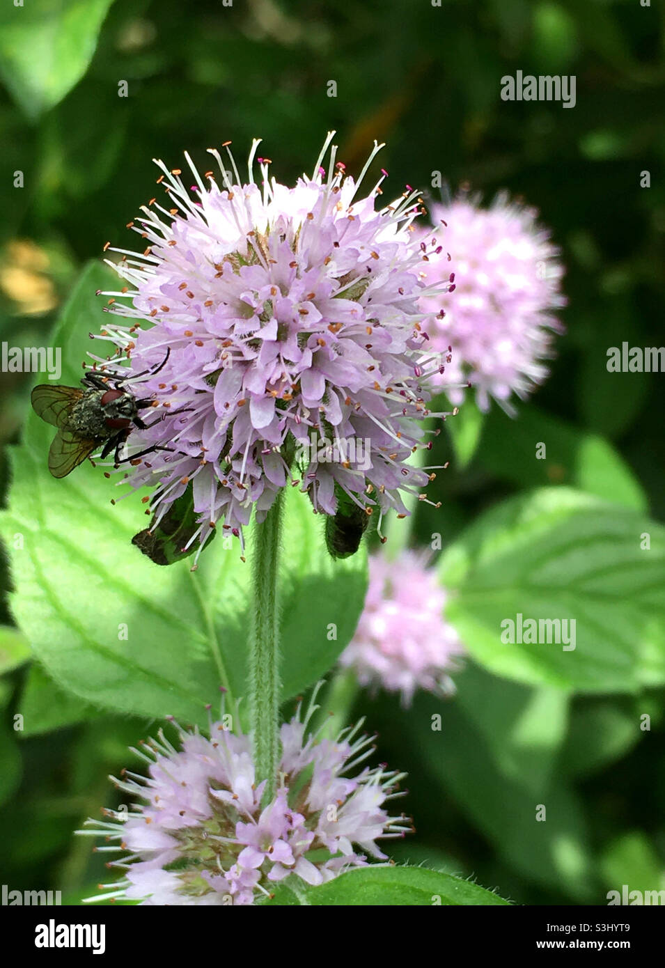 Water mint - Smartphone Captured Stock Image