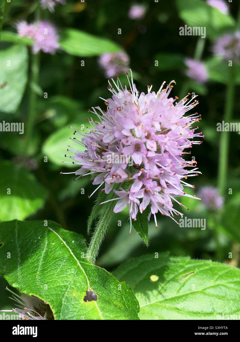Water mint - Smartphone Captured Stock Image