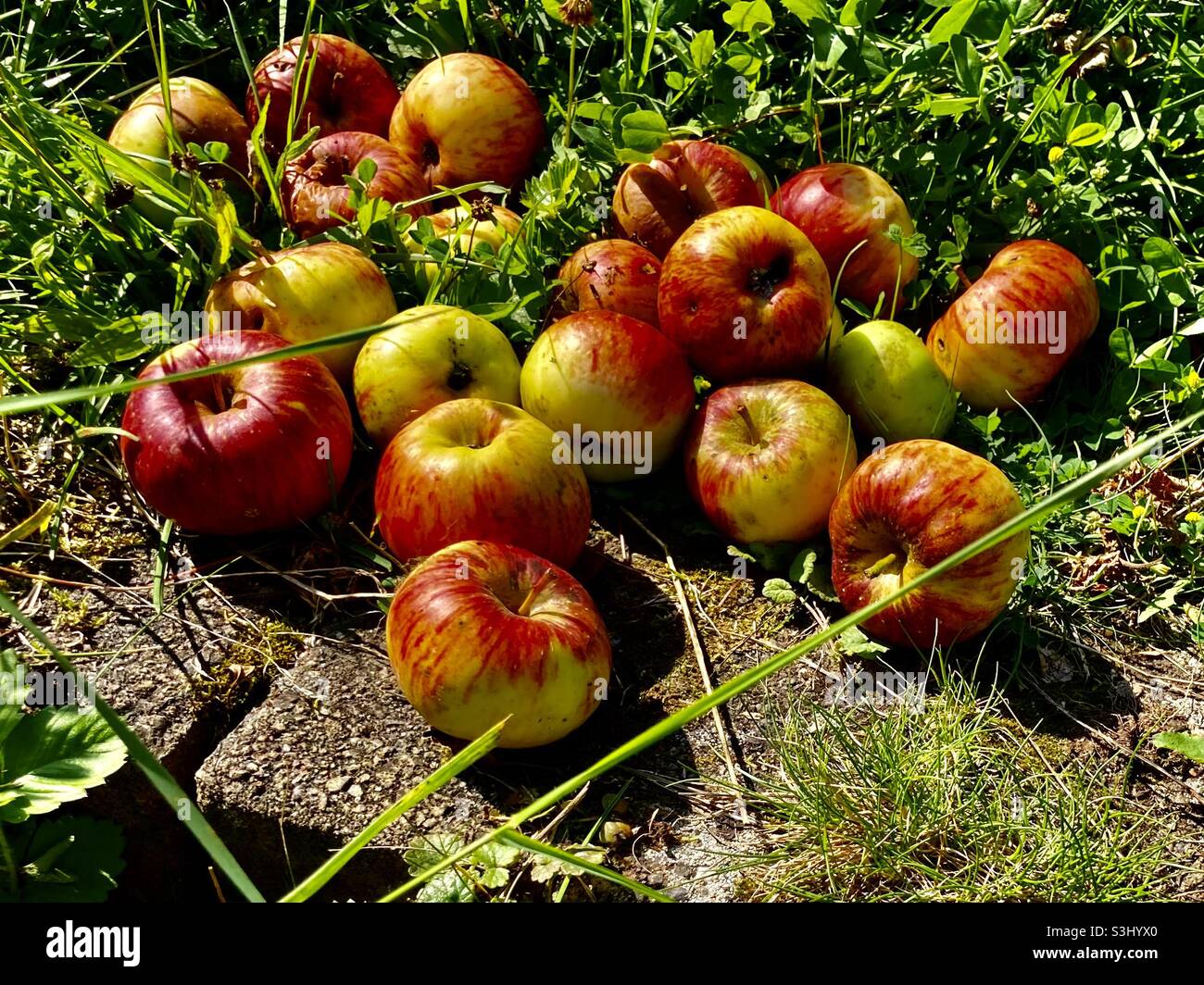 Tasty apples of the variety Topaz lie in the grass - Smartphone Captured Stock Image