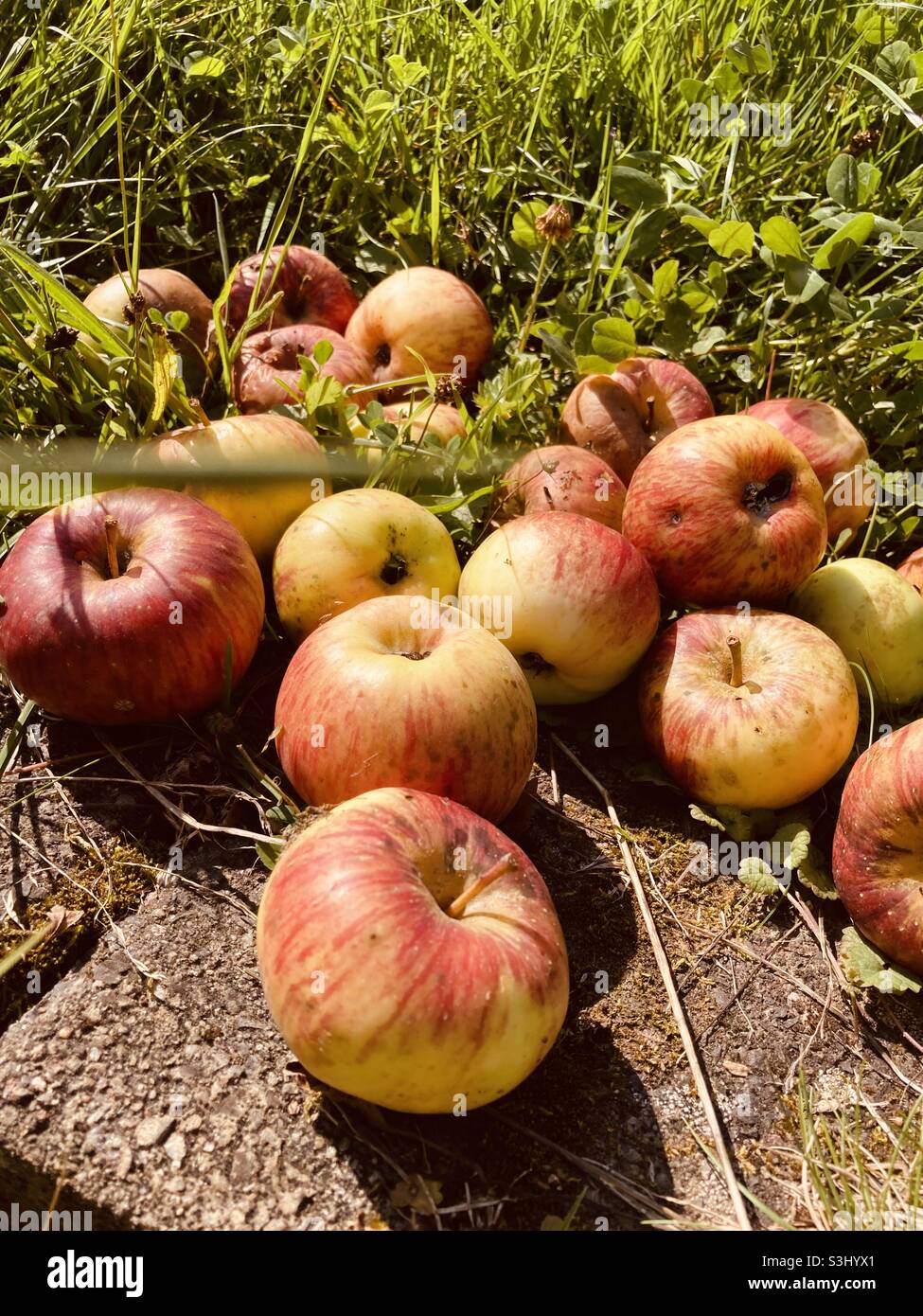 Tasty apples of the variety Topaz lie in the grass - Smartphone Captured Stock Image