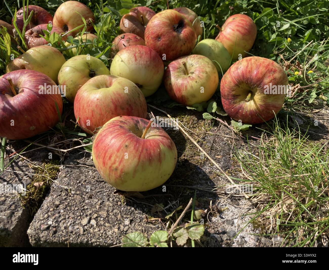 Tasty apples of the variety Topaz lie in the grass - Smartphone Captured Stock Image
