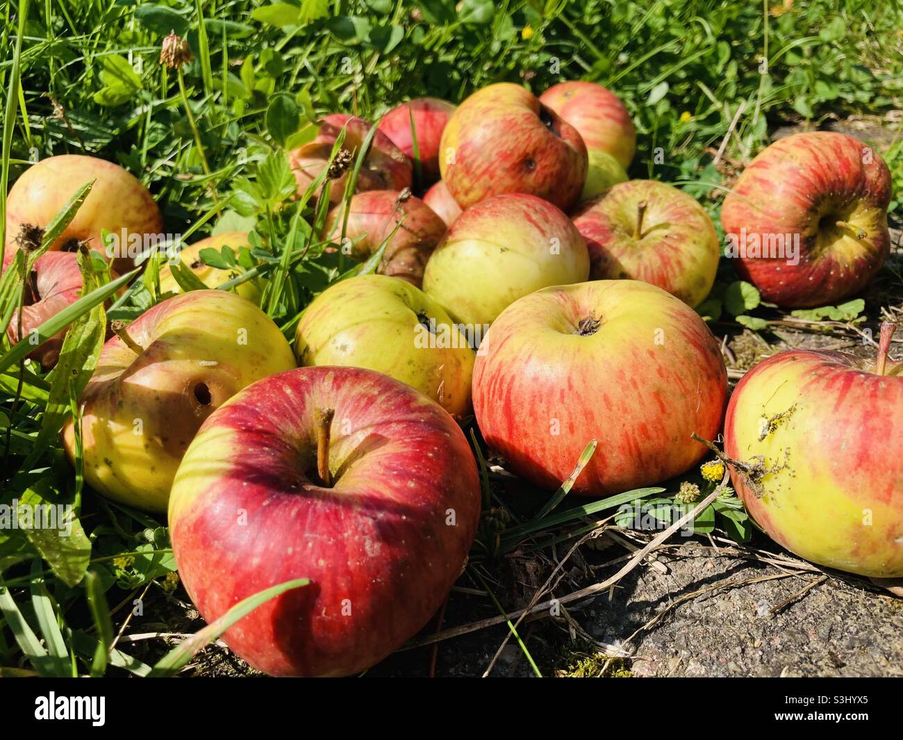 Tasty apples of the variety Topaz lie in the grass - Smartphone Captured Stock Image