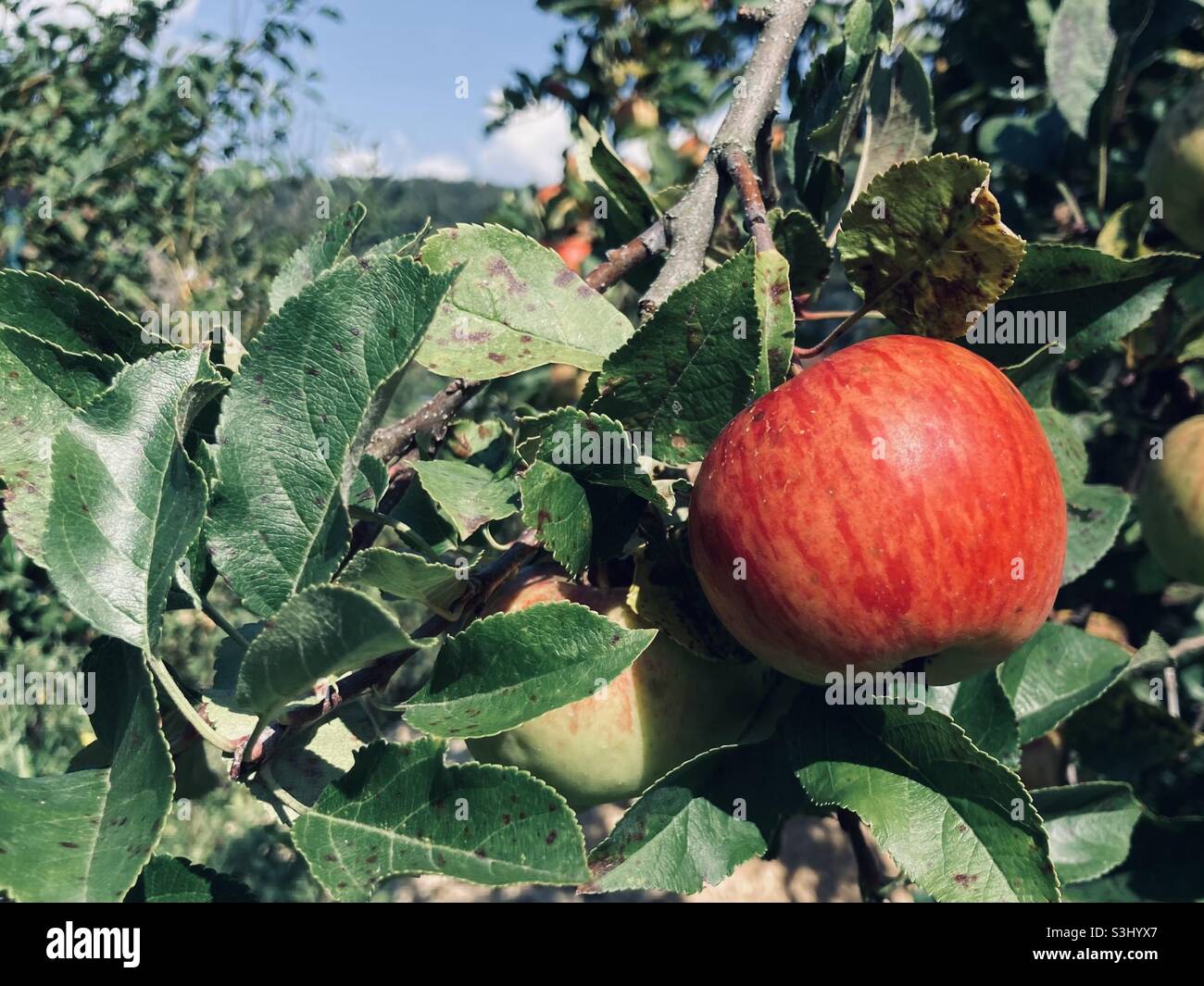 Tasty apple of the variety Topaz hangs on the branch - Smartphone Captured Stock Image