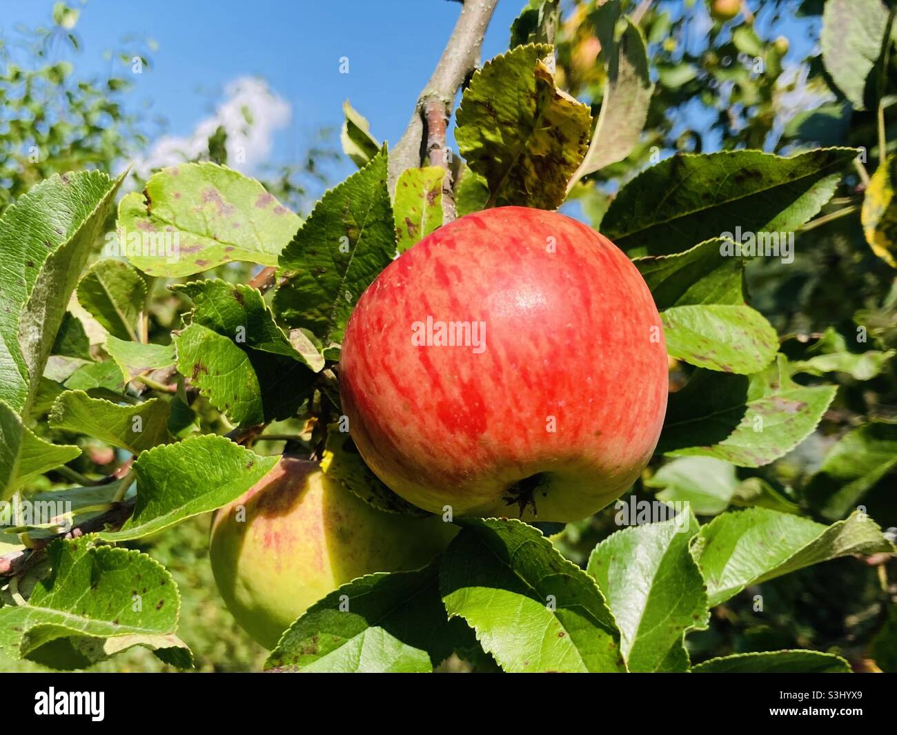 Tasty apple of the variety Topaz hangs on the branch - Smartphone Captured Stock Image