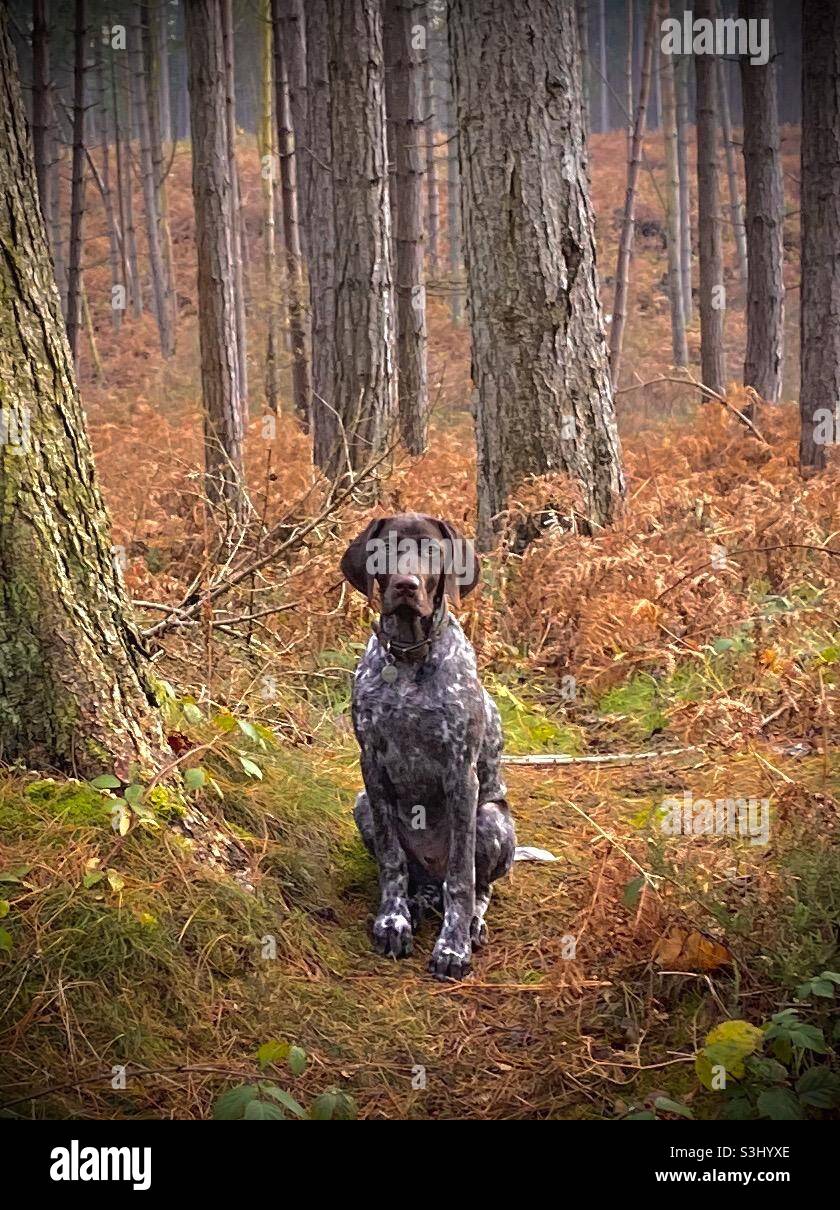 Dog sitting in autumn forest Stock Photo